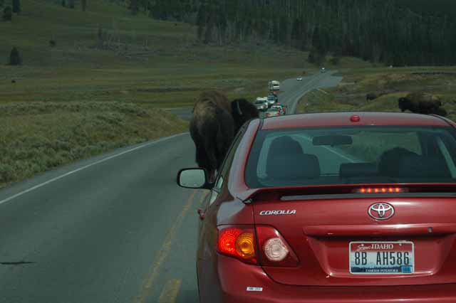 buffalo in road